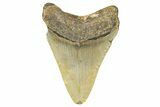 Fossil Megalodon Tooth - North Carolina #358939-1